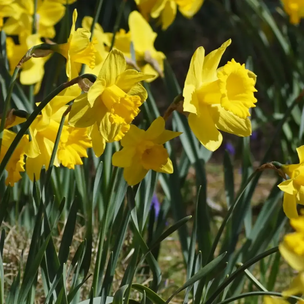 Narcis Rijnveld's Early Sensation - BIO