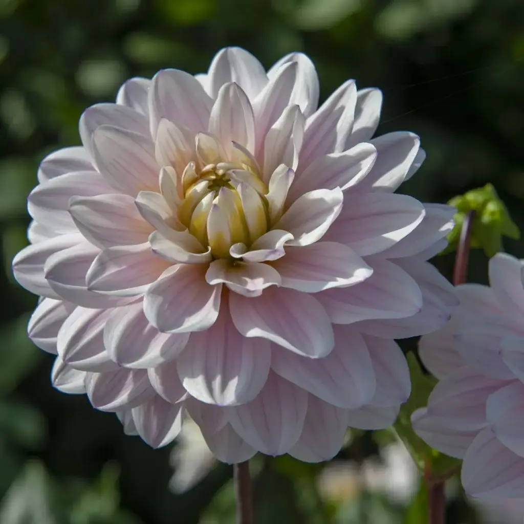 Dahlia Faye - BIO