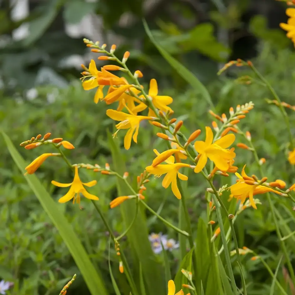 Crocosmia George Davidson - BIO
