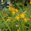 Crocosmia George Davidson - BIO