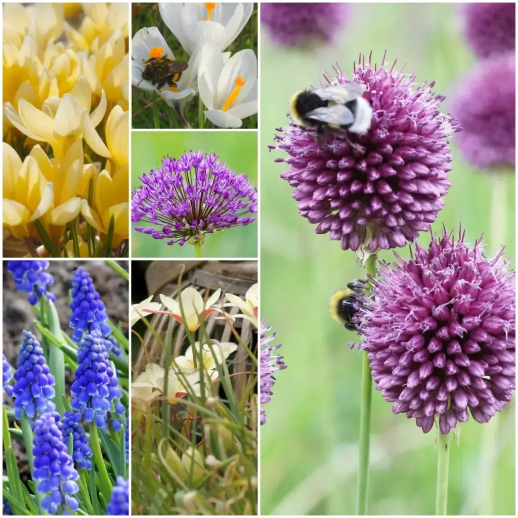 Bloeiboogpakket Bee in Balance - BIO