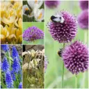 Bloeiboogpakket Bee in Balance - BIO