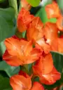 Gladiolus Stormy - BIO