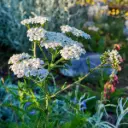 Duizendblad - Achillea millefolium - BIO
