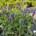 Dropplant - Agastache Black Adder - BIO