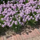 Sierui - Allium Senescens - BIO
