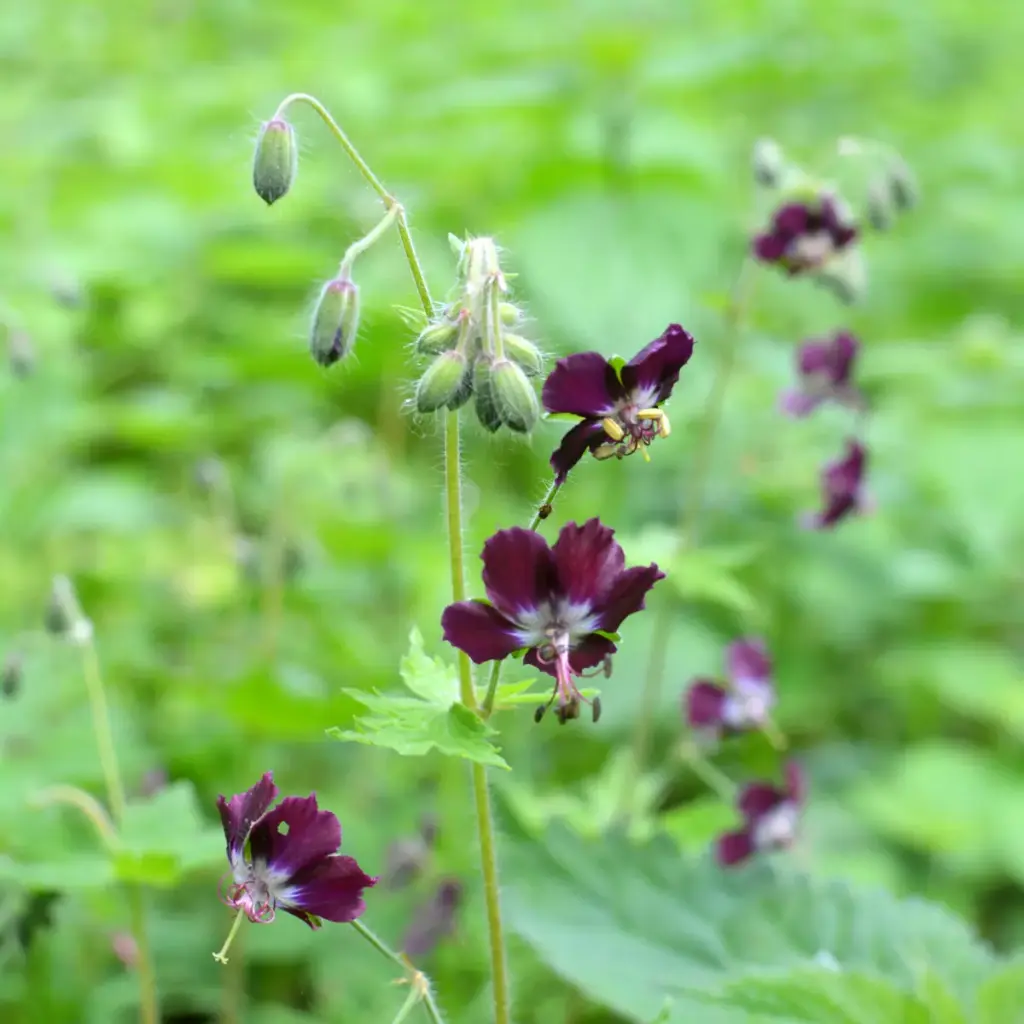 Geranium phaeum - Ooievaarsbek - BIO