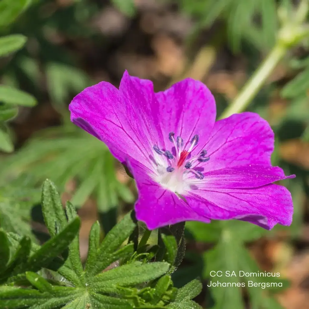 Geranium 'Fruit d'Fleur' - Ooievaarsbek - BIO