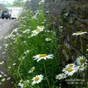 Leucanthemum Vulgare - BIO