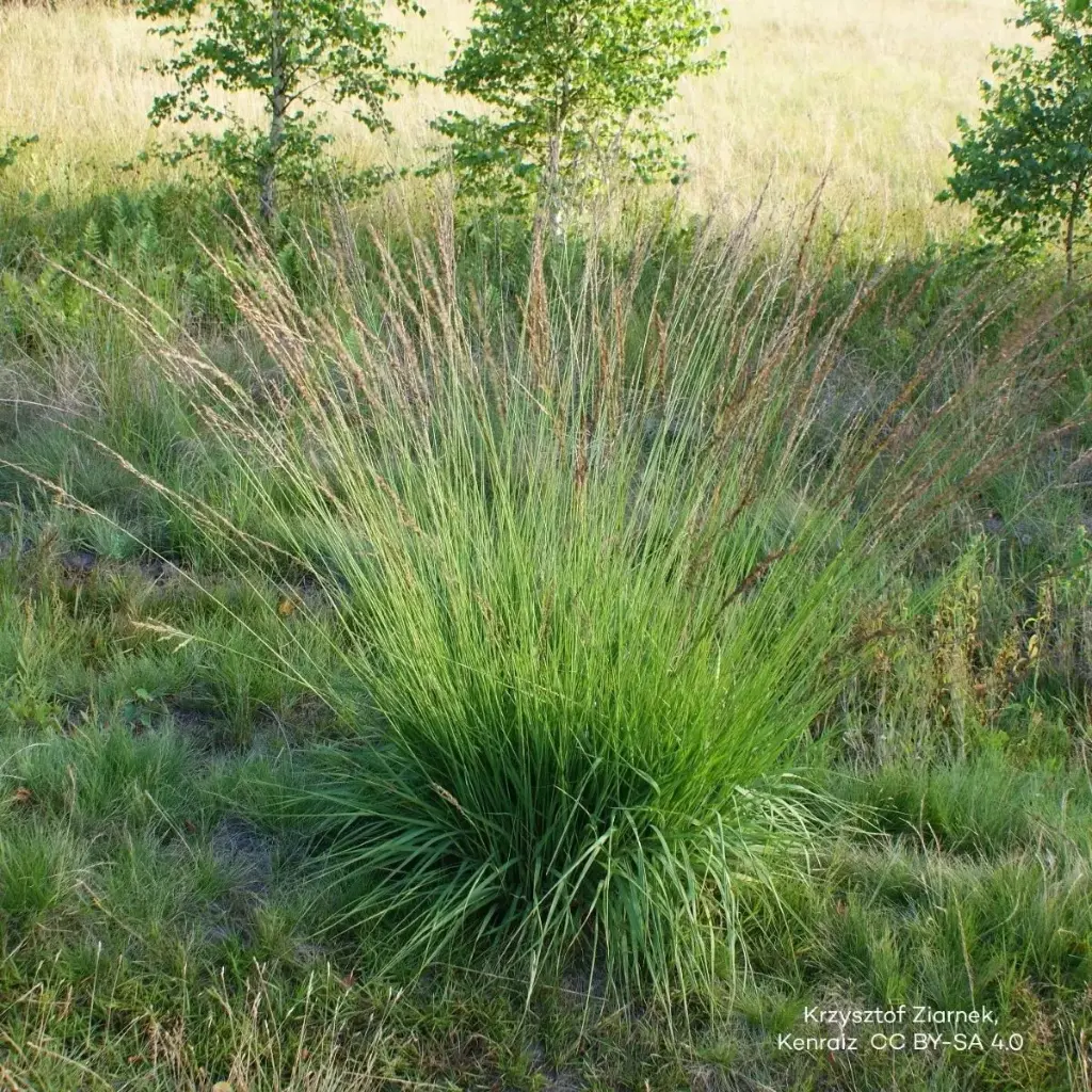 Molinia caerulea 'Moorhexe' - Pijpenstrootje - BIO