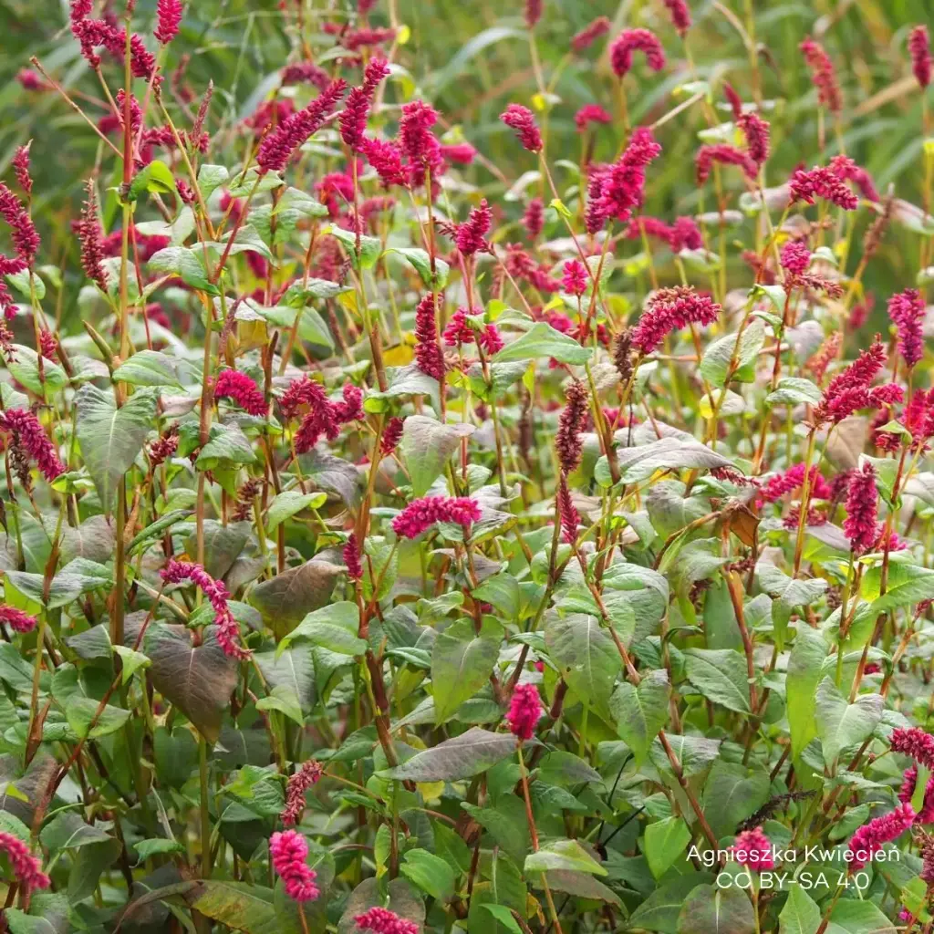 Duizendknoop - Persicaria a. 'JS Calor' - BIO
