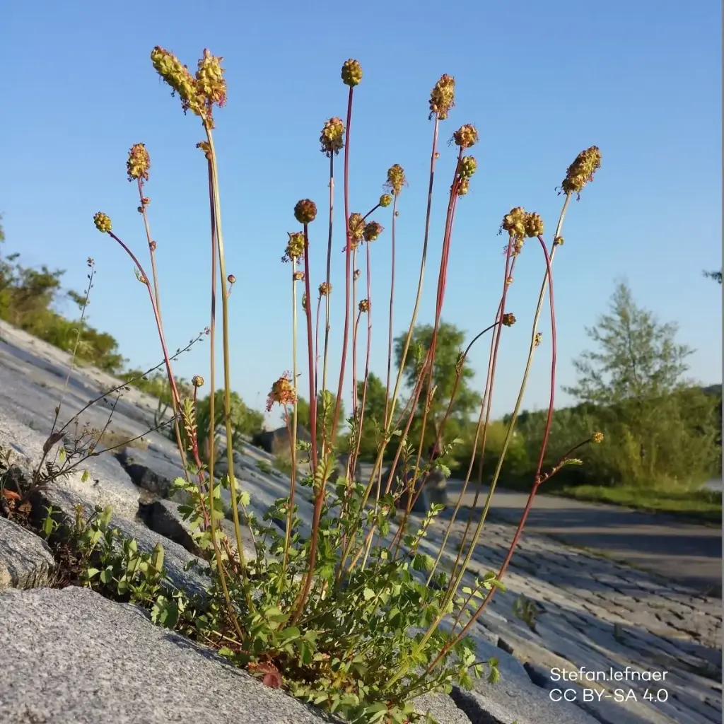 Kleine Pimpernel - Sanguisorba minor - BIO
