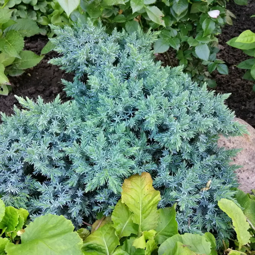 Himalaya jeneverbes - Juniperus squamata 'Blue Star' - BIO