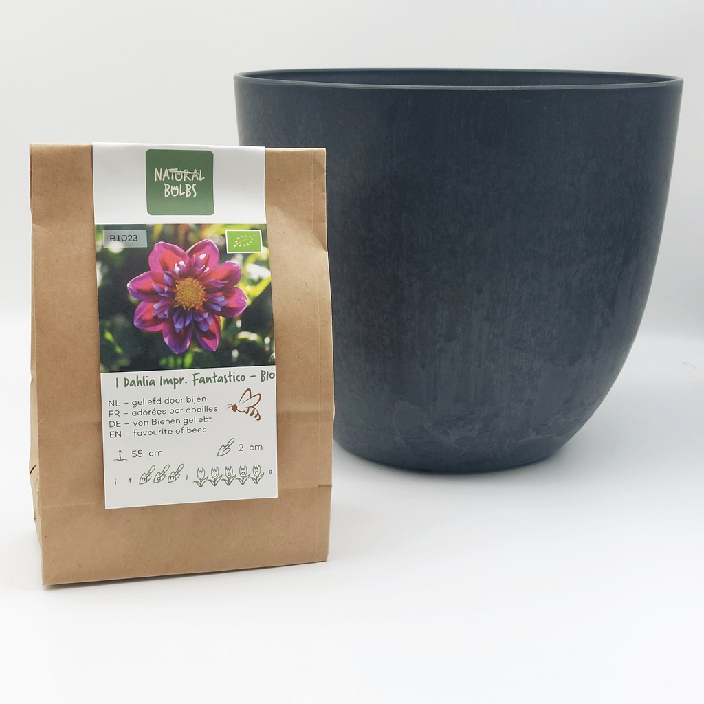 Dahlia Fantastico - BIO met Artstone pot