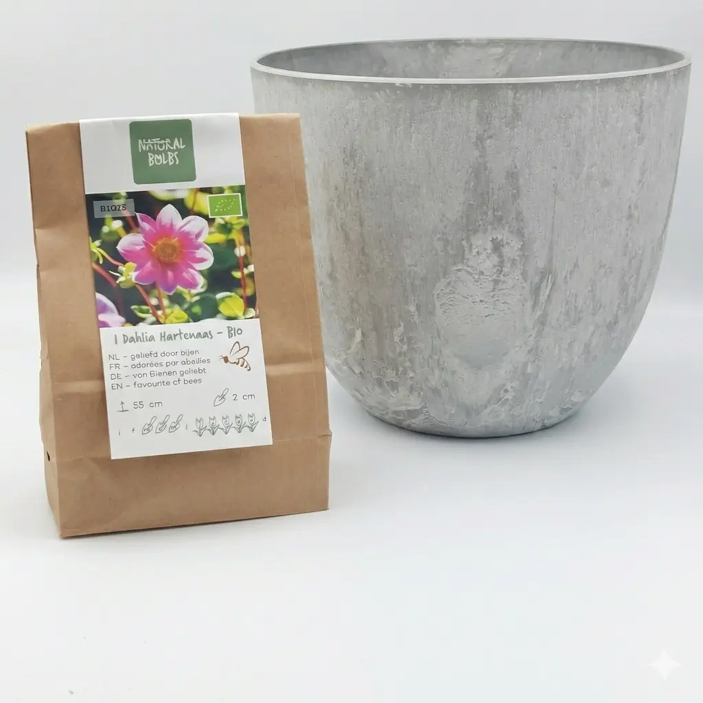 Dahlia Hartenaas - BIO met Artstone pot