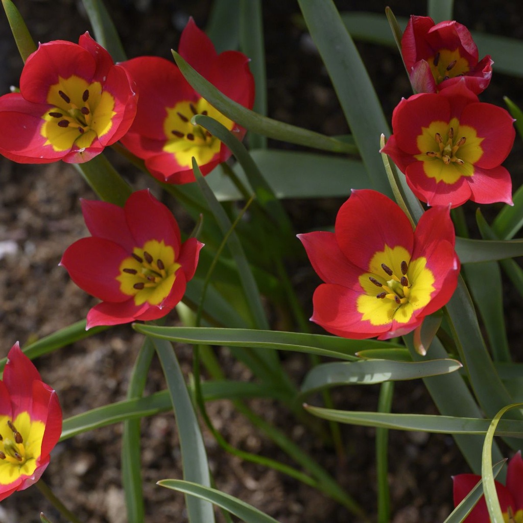 Tulipa Humilis Red Beauty - BIO