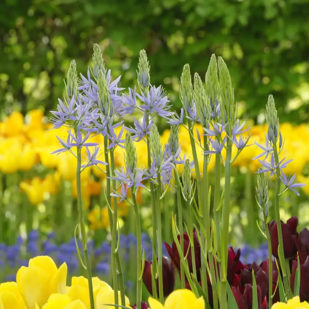 Camassia Cusickii