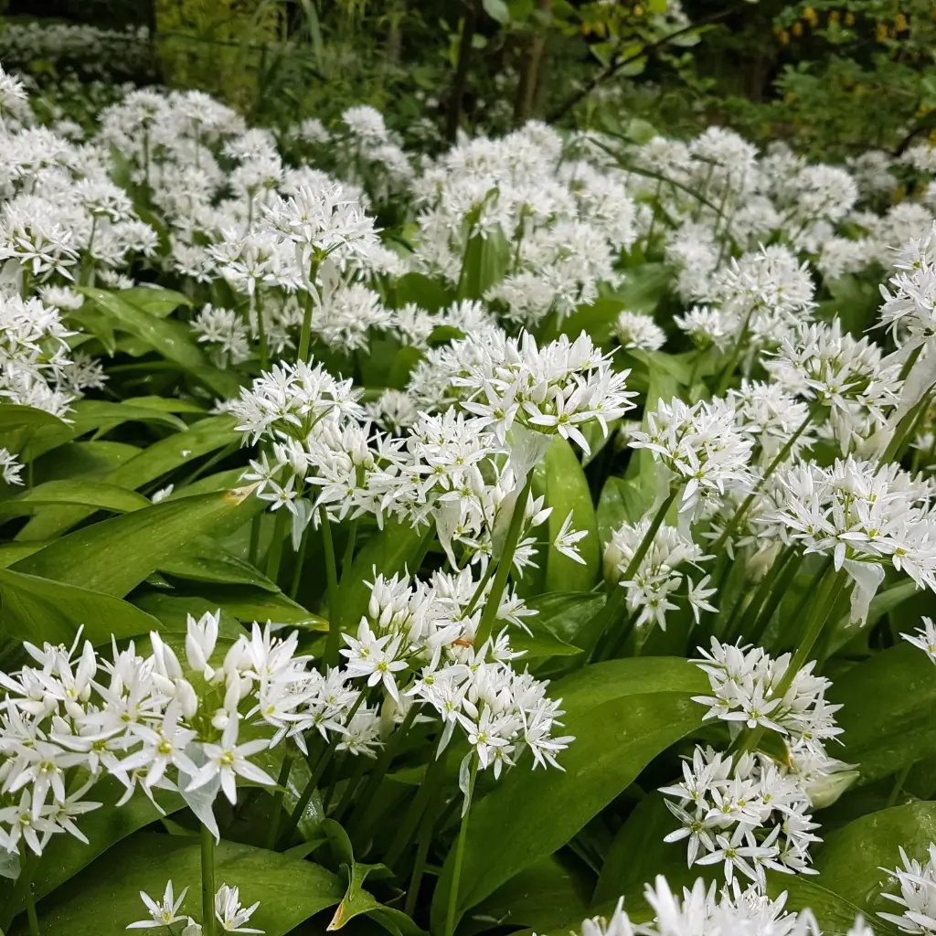 Daslook - Allium Ursinum - BIO