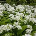 Daslook - Allium Ursinum - BIO