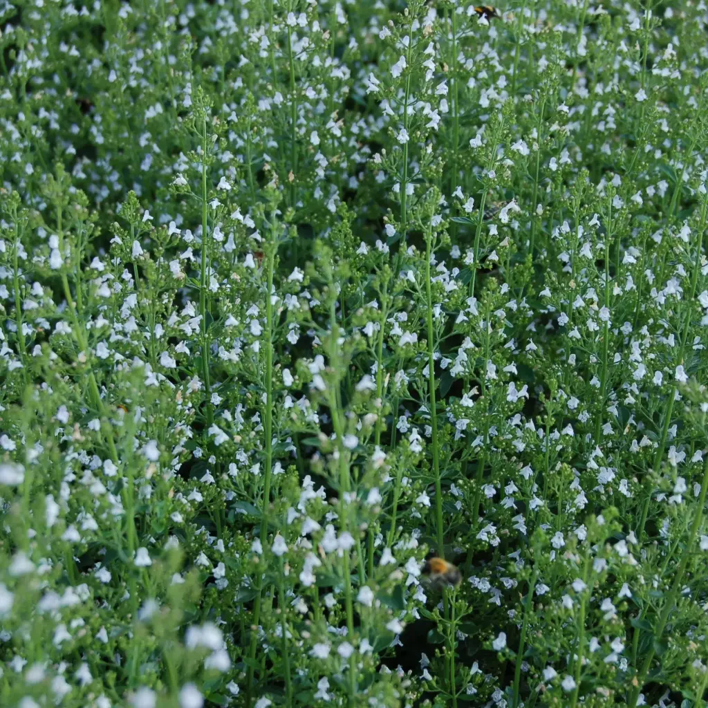 Calamintha Nepeta P9 - BIO
