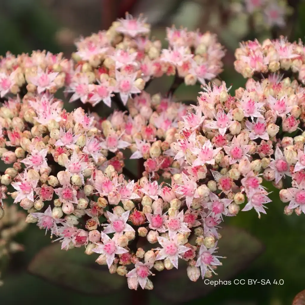 Sedum Matrona P9 - BIO