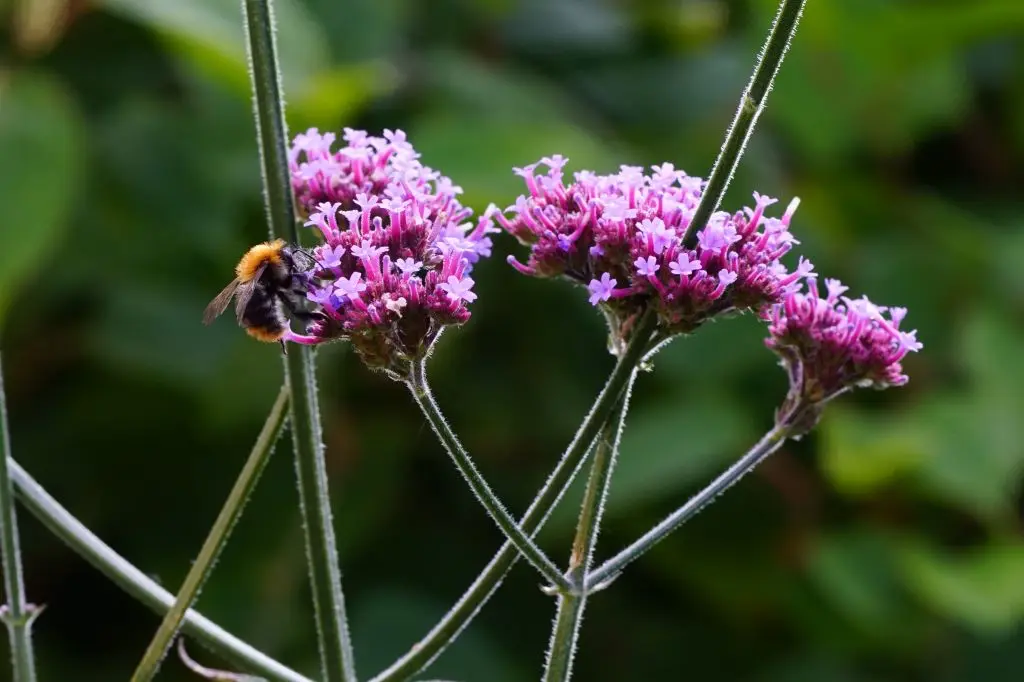 Verbena Bonariensis - IJzerhard - P9 - BIO
