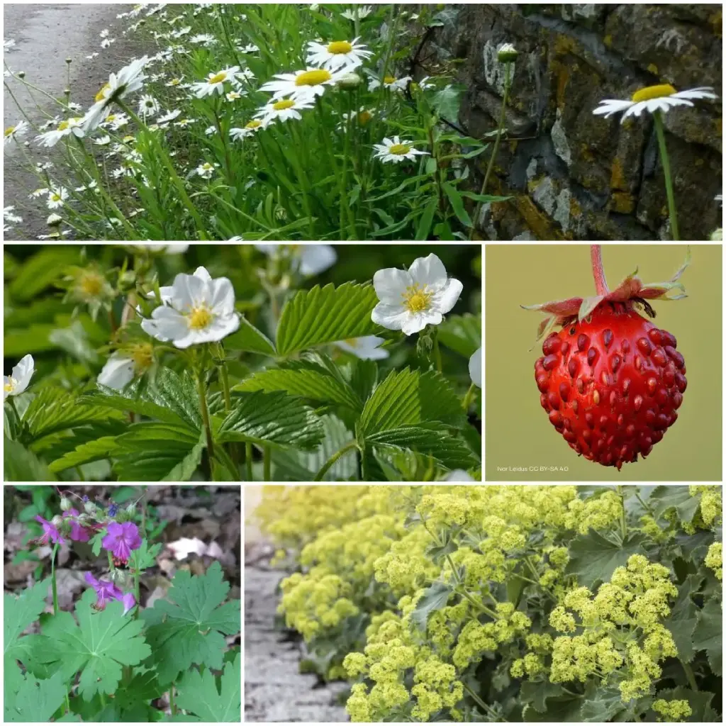 Tegelwippen Borderpakket Halfschaduw 1 m² - BIO