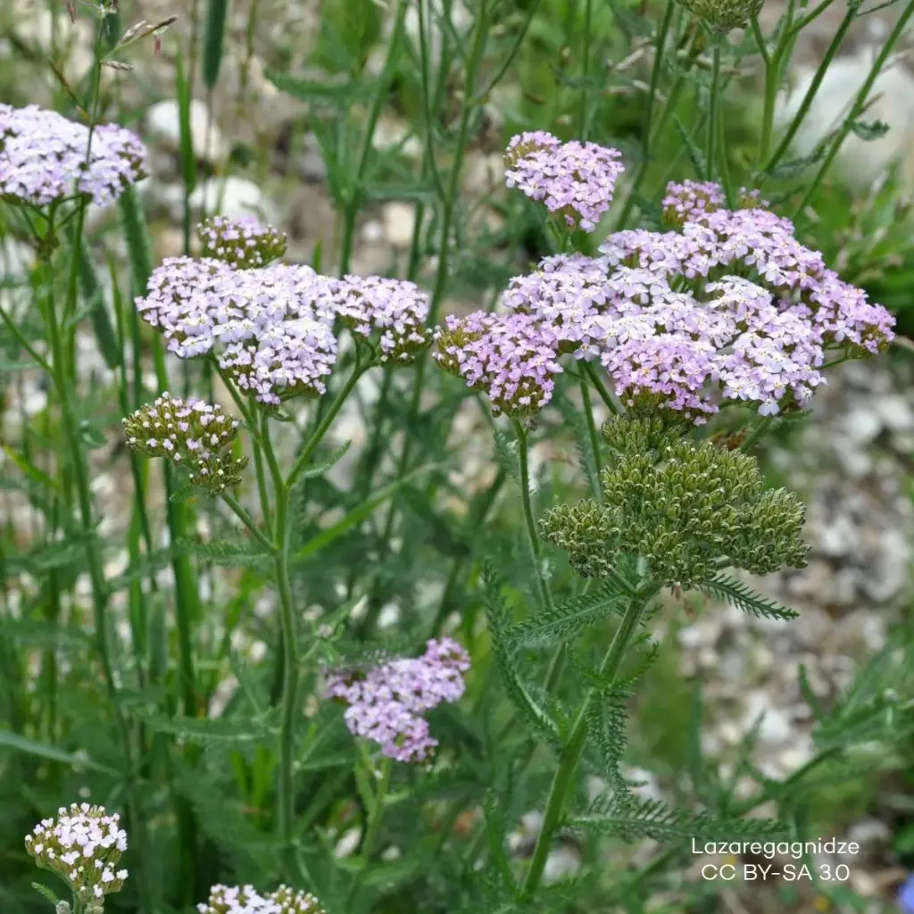 Duizendblad - Achillea m. Apfelblüte P9 - BIO