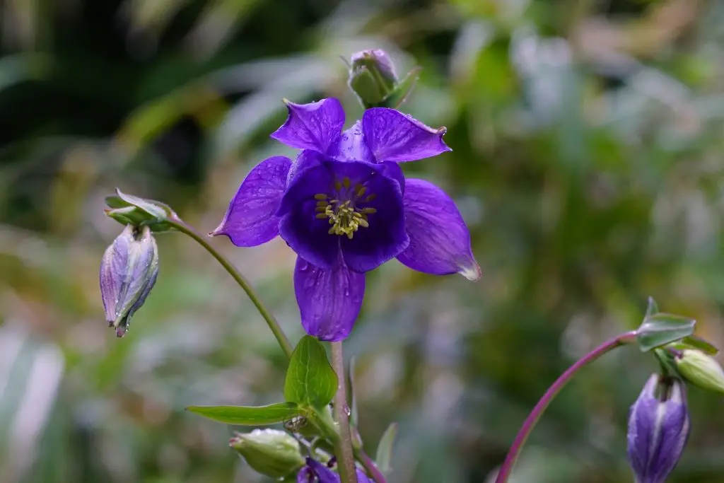 Aquilegia Alpina P9 - BIO
