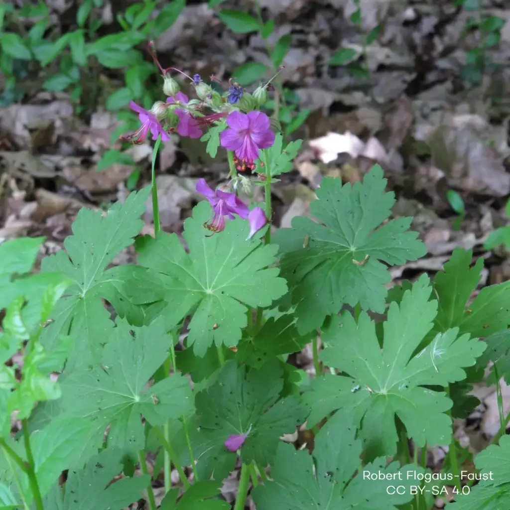 Geranium Macrorrhizum - Ooievaarsbek - P9 - BIO