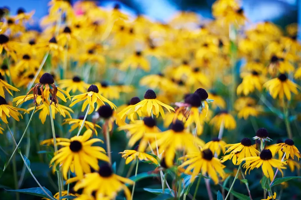 Rudbeckia Goldsturm P9 - BIO