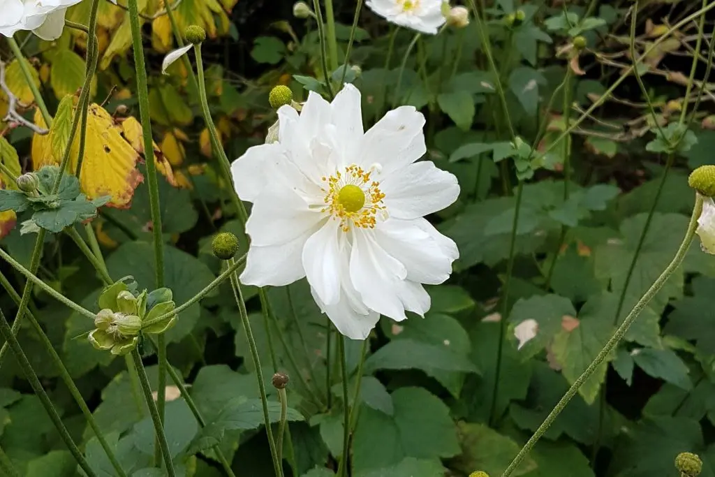 Anemone hyb. Honorine Jobert - P9 - BIO