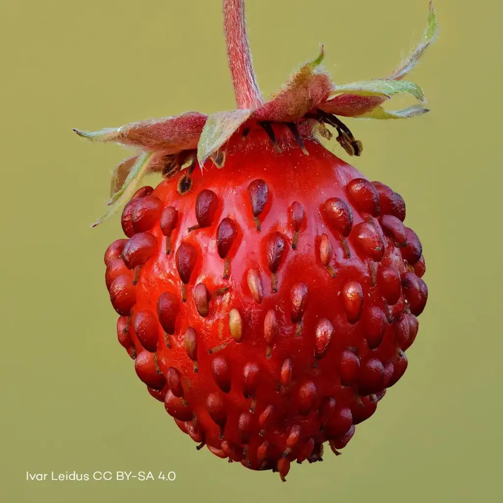Fragaria Vesca - P9 - BIO
