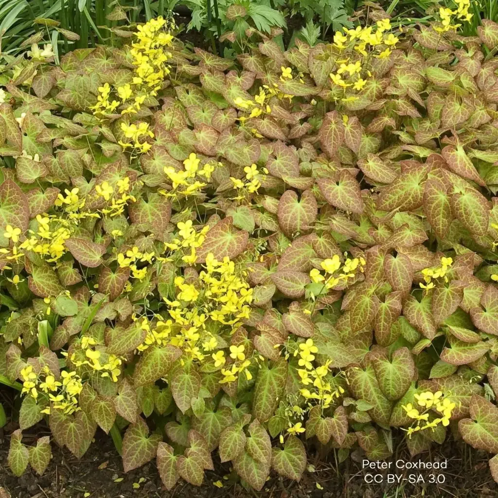 Epimedium perralc. Frohnleiten P9 - BIO