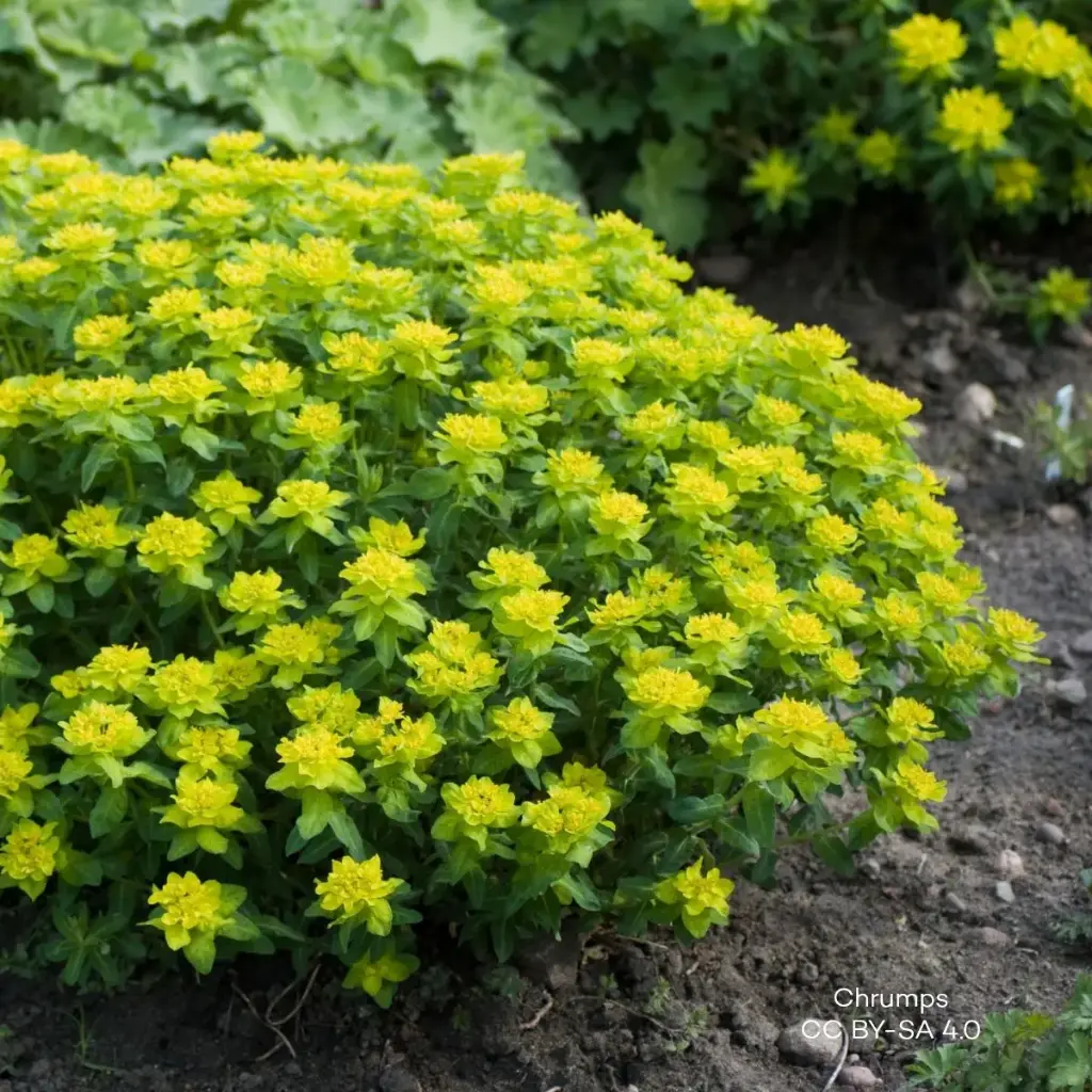 Euphorbia Polychroma P9 - BIO