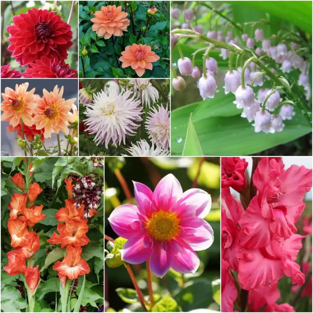 Zomerdroom voor Mama - BIO