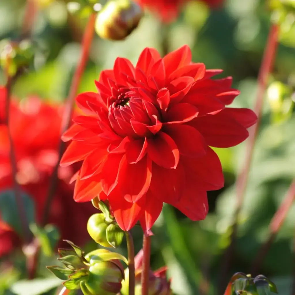 Dahlia Decoratief Rood - BIO