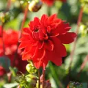 Dahlia Decoratief Rood - BIO