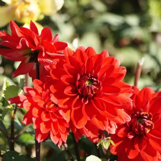 [B1069-1] Dahlia Heatwave - BIO (1 bol)