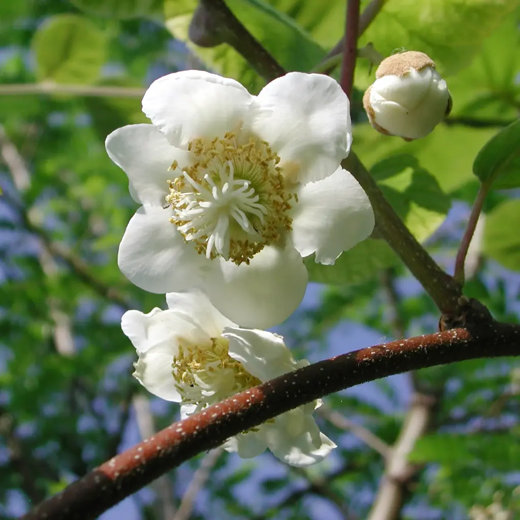 Kiwiplant Jenny - Royaal - BIO
