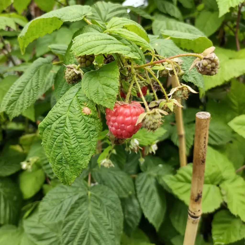 Framboos Autumn Bliss - Royaal - BIO