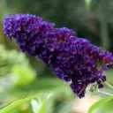 Vlinderstruik - Buddleja Black Knight - Royaal - BIO