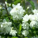 Boerenjasmijn - Philadelphus Snowbelle - Royaal - BIO