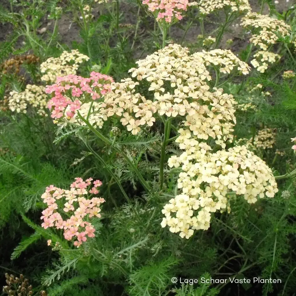 Duizendblad - Achillea m. Lachsschönheit - Compact - BIO
