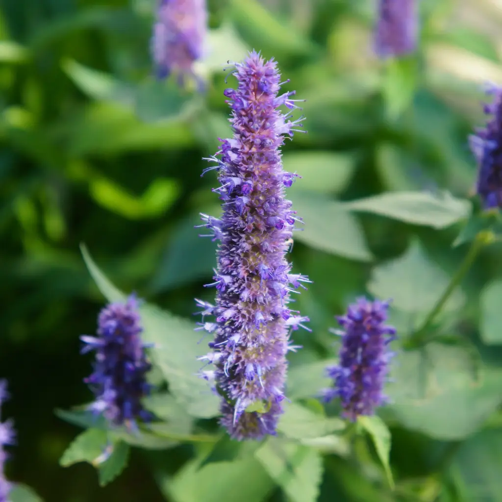 Dropplant - Agastache Black Adder - Compact - BIO
