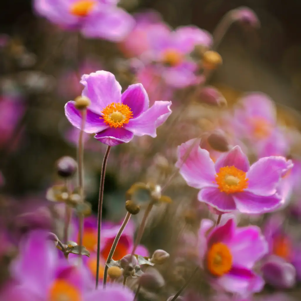 Herfstanemoon - Anemone Splendens - Compact - BIO