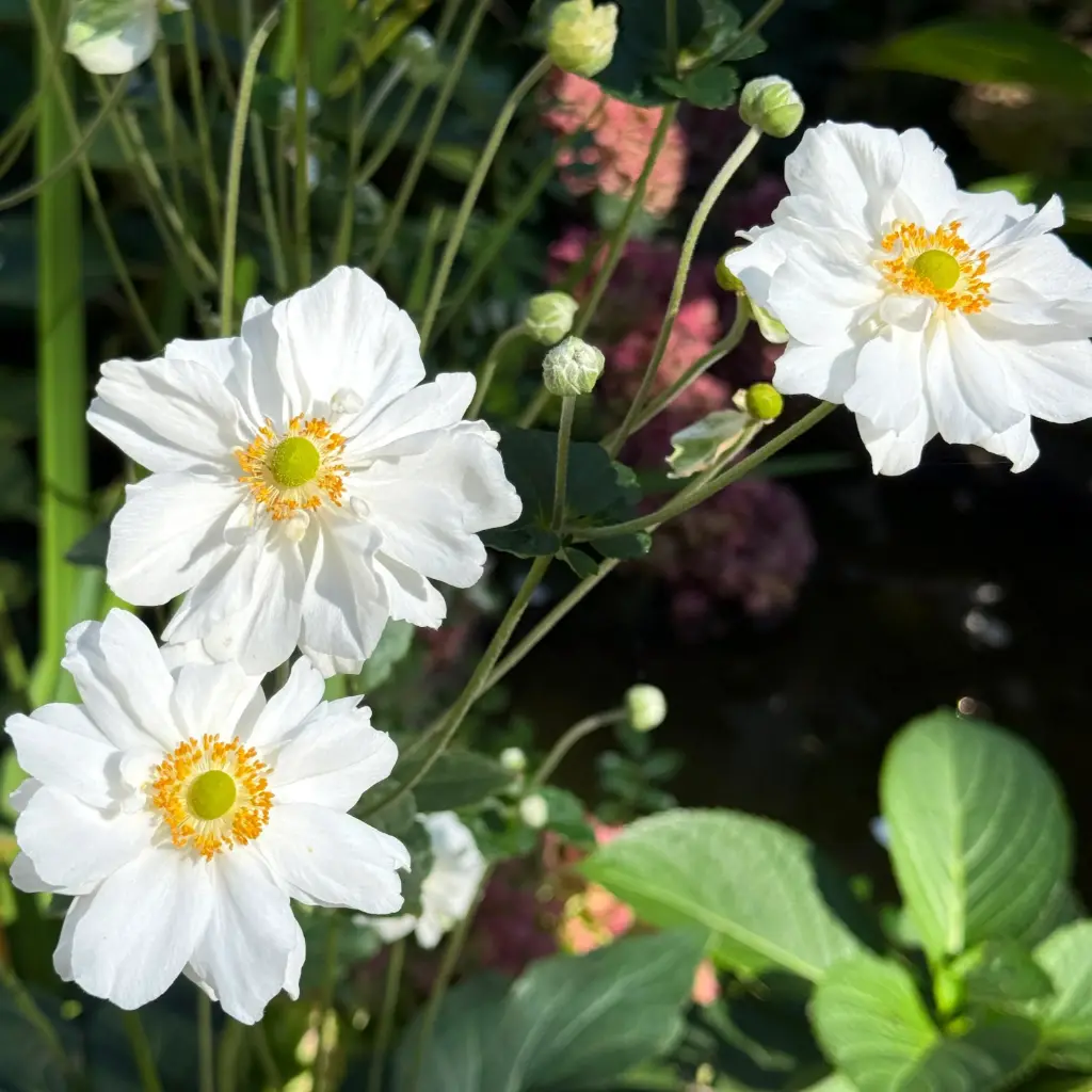 Anemone Whirlwind - Compact  - BIO