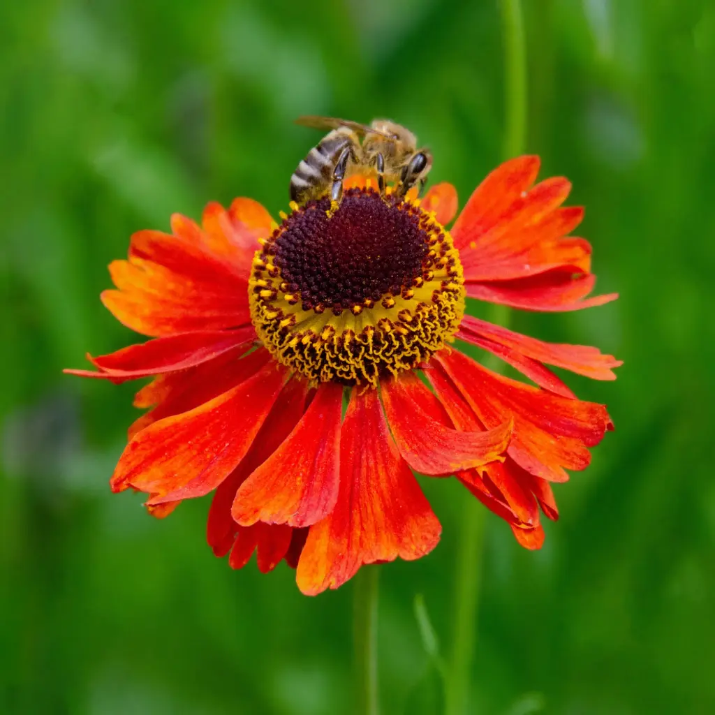 Helenium Moerheim Beauty - Zonnekruid - Compact - BIO
