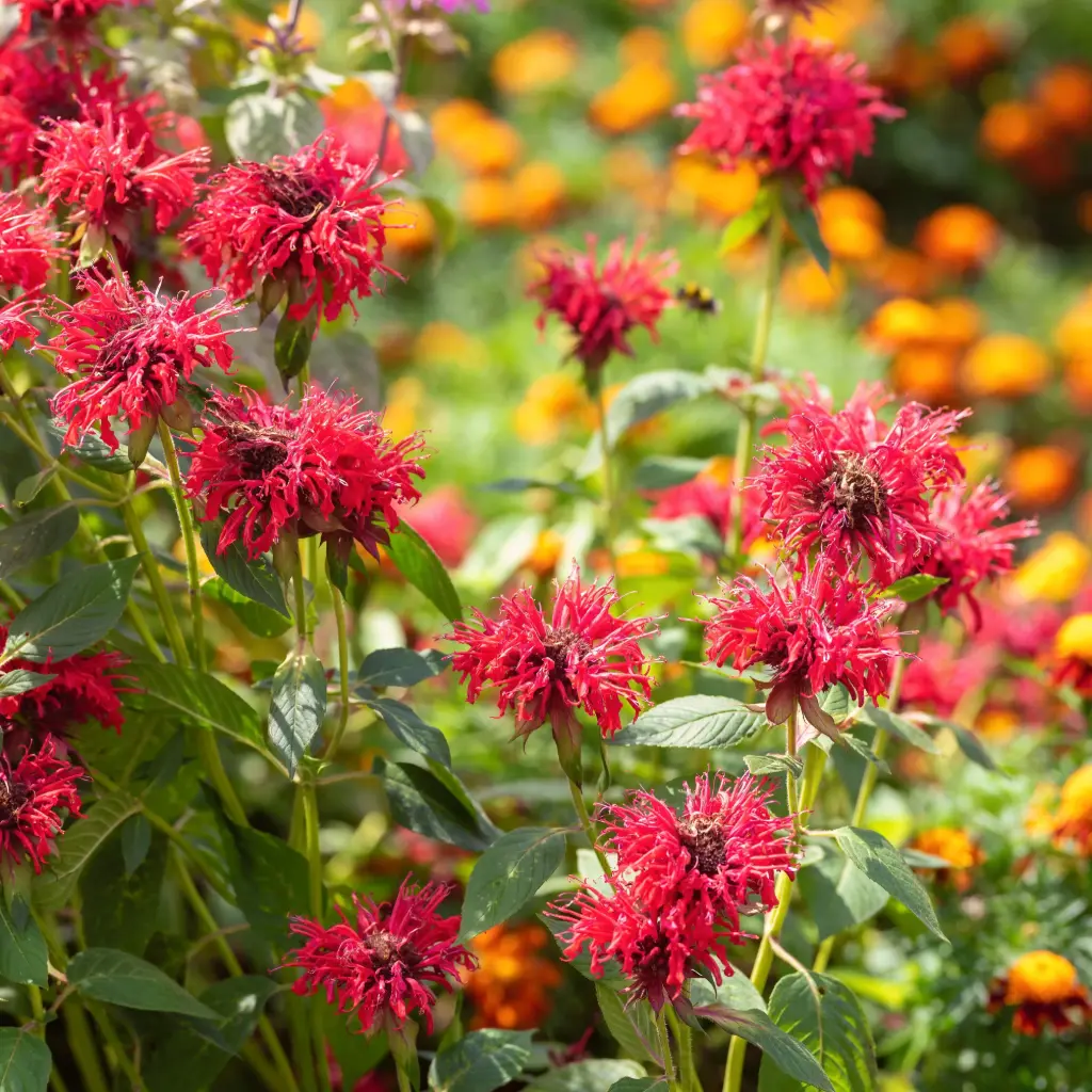 Monarda Mahogany - Bergamotplant - Compact - BIO