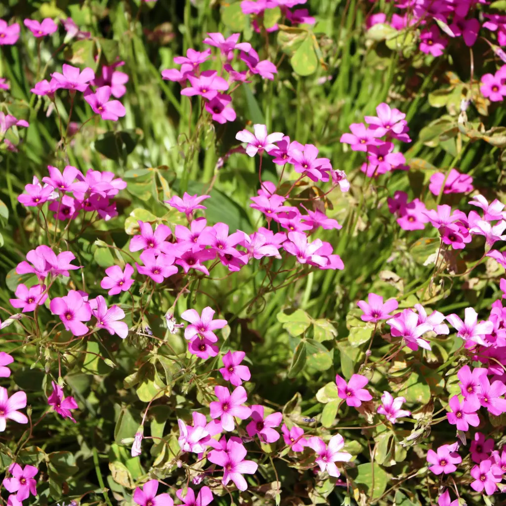 Vlambloem - Phlox sub. Scarlet Flame - Compact - BIO